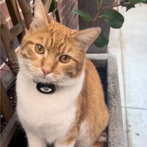 Meet your Posher, Roxy